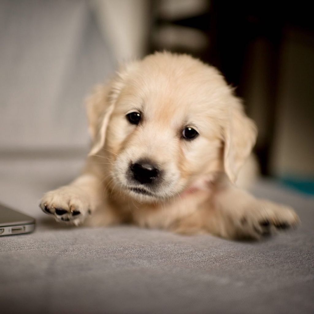 AlexBeattie's tweet photo. Maybe trying to give herself a belly rub? I’m just glad she’s getting comfortable around here :) ❤️🐾❤️🐾❤️
#puppy #puppylearning #sweetpuppy #tinypuppy #instapuppy #englishcreamgoldenretriever #ilovemypuppies #dogs_of_instagram #dogsofinstagram #r… https://t.co/n2VtDd4jYR https://t.co/Suik1G5Bqk