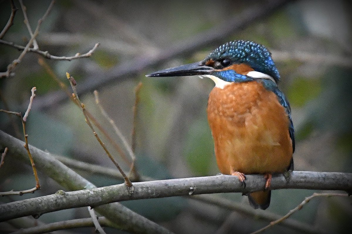 ChrisWizz3r's tweet photo. @FleetPondSoc @HartCountryside  @BBCSpringwatch Wow, a great start to 2018, this Kingfisher was only about 12 feet away from me at Fleet Pond this morning! https://t.co/CUPsPeB7pf
