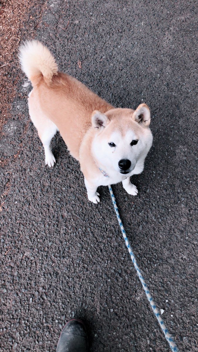 manchan84's tweet photo. 愛犬まんじろう
じょんまんじろう https://t.co/tZJZYqFJYt