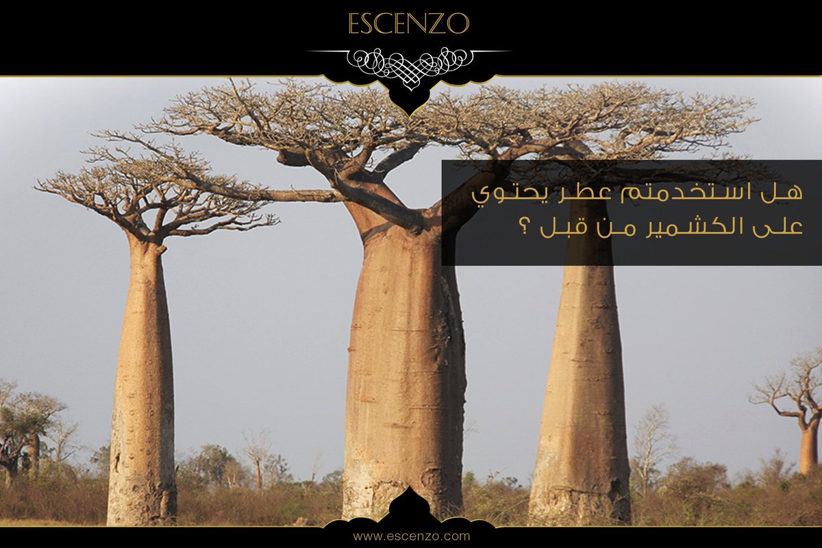 escenzo's tweet photo. لا يمكننا تصور صناعة العطور الحديثة بدون الكشمير. يمكننا تصنيف هذا العنصر بين الخشب والمسك، وله رائحة معقدة ومتعددة الأوجه وفريدة من نوعها. 
يمكن استخدام الكشمير عمليًا في جميع أنواع العطور، فهو يناسب التراكيب الخشبية الرجولية كما هو الحال في عطور الشيبر الزهرية الأنيقة. https://t.co/skJUz6LOw7