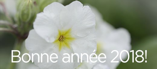 barnhaven's tweet photo. Happy New Year to all our friends and customers @barnhaven. #primrose#springiscoming https://t.co/dbf9Ld4HM3