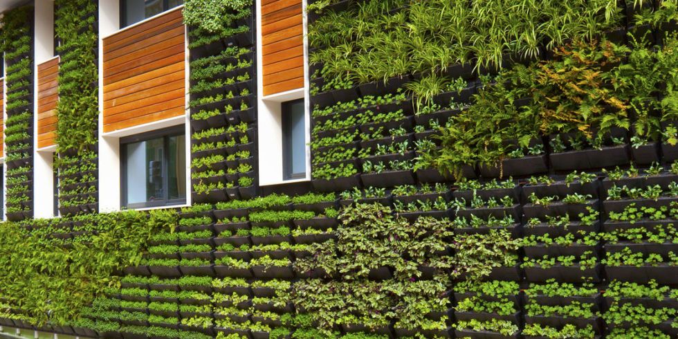 How to create living walls buff.ly/2D1j4qP