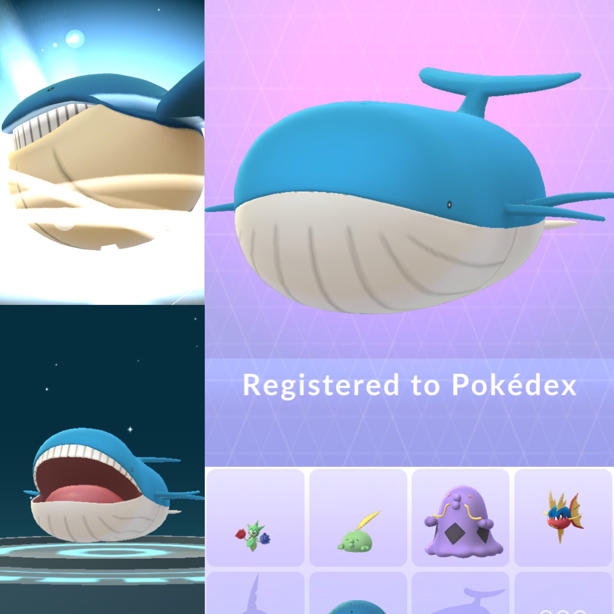 Wachistudio On Twitter Wailmer To Wailord Evolution Pokemon Pokemongo Gen3