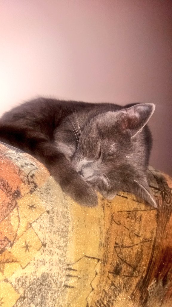Iolanda_Hadadi's tweet photo. Sleeping beauty 🐱 https://t.co/qu9lPSUKAa