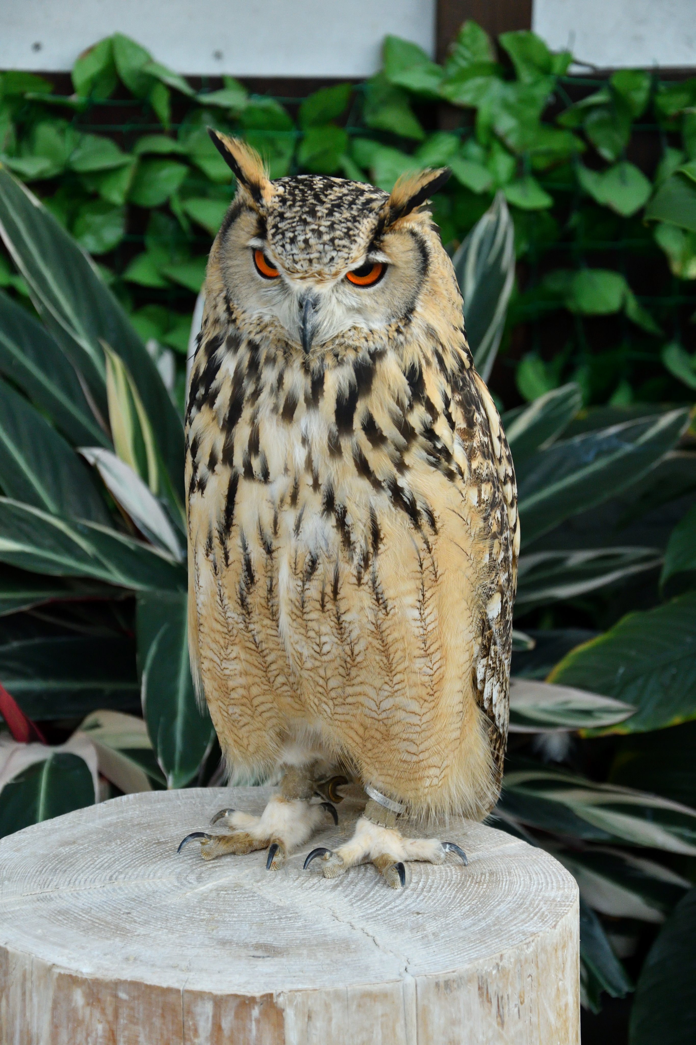 鳥垢 きりっとした目つきが凛々しいベンガルワシミミズク かなり大型のミミズクです 猛禽類って感じでかっこいい ベンガルワシミミズク 掛川花鳥園 T Co Uckjcdb66l Twitter