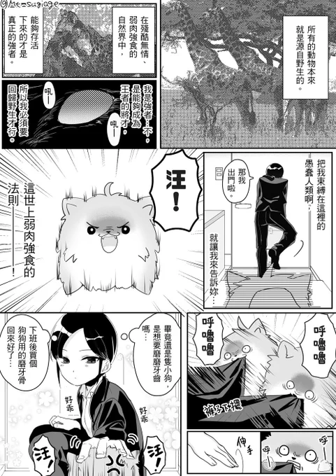そしてこちらの飼い主絶対殺すポメラニアンもLIN(@g1353535)さんに翻訳していただいた漫画です!この時はじめてハム太郎の主題歌は中国語になっても、『とっとこ』の部分が日本語のままだときいて笑わせていただいた思い出…!

#ほぼ週刊創作漫画チャレンジ 
