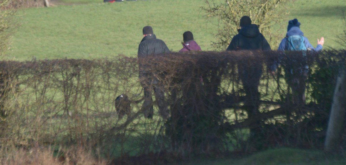 countrymousie's tweet photo. In support of @sunkfarmer shall be taking photos of anyone letting their dogs off the lead on meadows; this little lunchtime bunch ran and caught theirs just now, before I could get to them...#keepdogsonlead #clubhectare #keeptopath #keepdogsundercontrol #suffolk #enjoy https://t.co/W2fM1HcLAd
