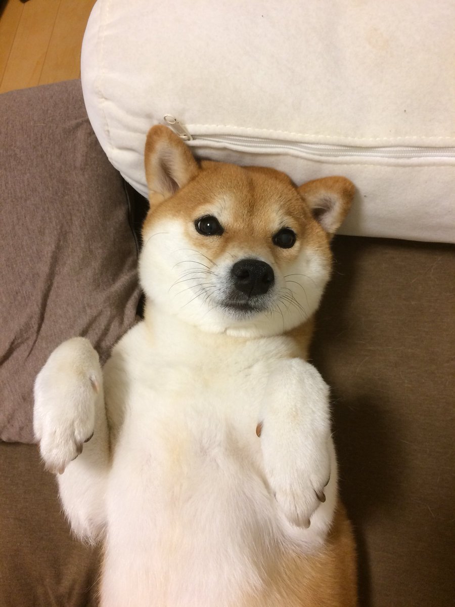 柴犬ちろ Chiro0218shiba Twitter 柴犬ちろ Chiro0218shiba Twitter