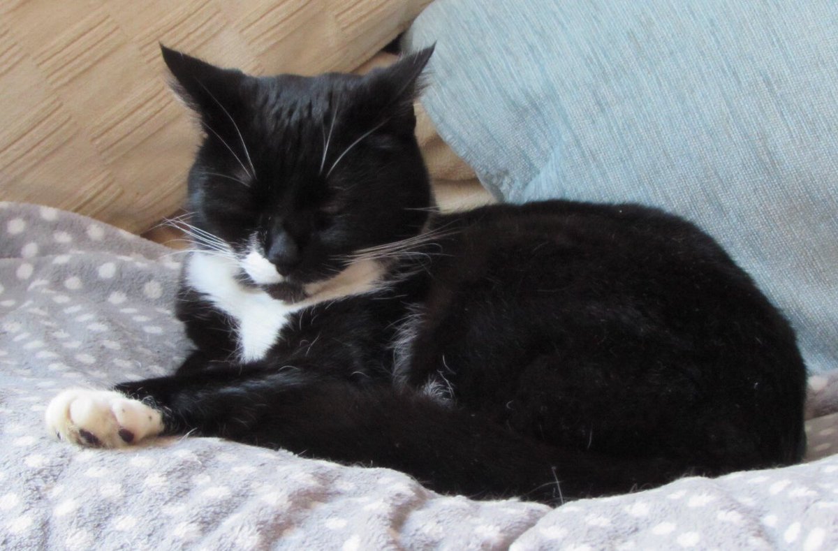 Cat_In_Charge's tweet photo. Hoomum worried because I had been gone along time today, she found me along way from home, across a main road at the allotments, she doesn’t know I go there a lot because good mice hunting ground, I am now safely home #explorercat #grounded 🐾💕 https://t.co/1CRsdYy1HU
