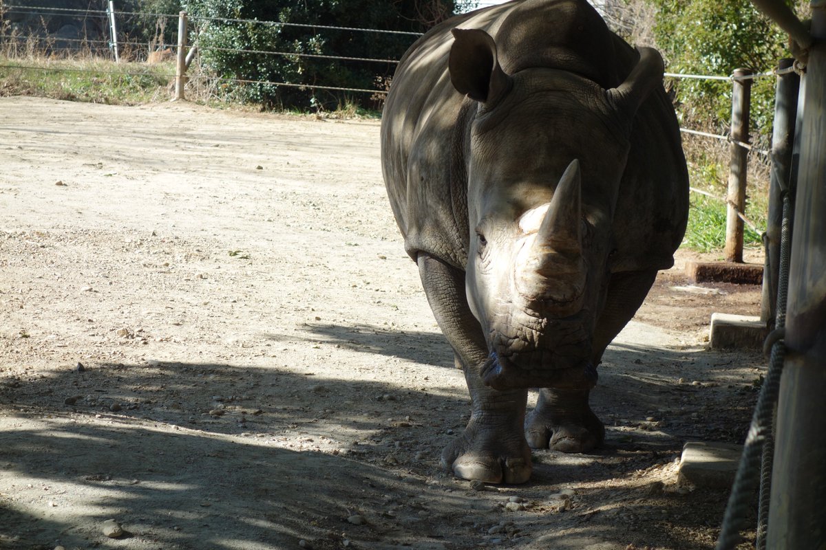 Hd限定動物 サイ 漢字 最高の動物画像