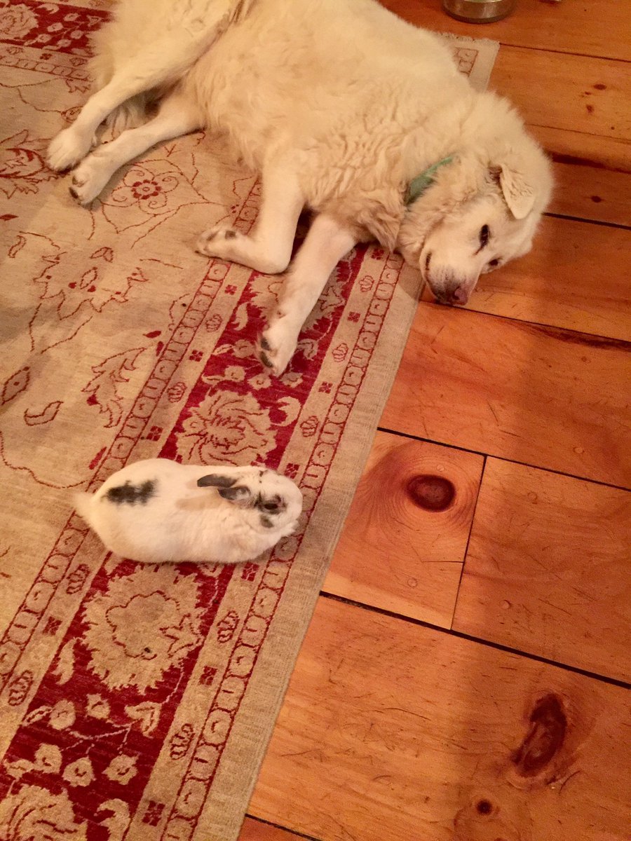 southpondfarms's tweet image. Ok. Wait a minute. What is happening? #dogstagram #drdoolittle #loosingtheplot #farmlife