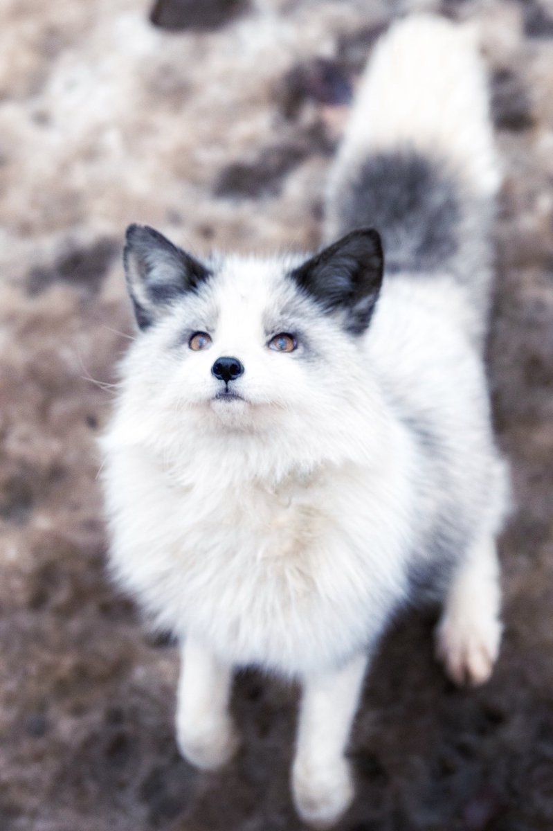 プラチナかわいいプラチナキツネ (差分で何枚か！1枚目RAW現像2枚目