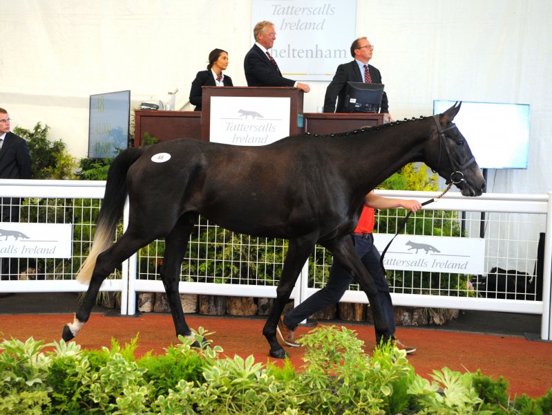 TattsCheltenham's tweet photo. ANOTHER BARNEY an impressive winner of the maiden hurdle @NaasRacecourse for @Jessica_Racing and Robcour. Sold by @bakmurphy at the Cheltenham May Sale 2017 for £85,000. Congratulations to all connections! https://t.co/6YEhy1K5jp