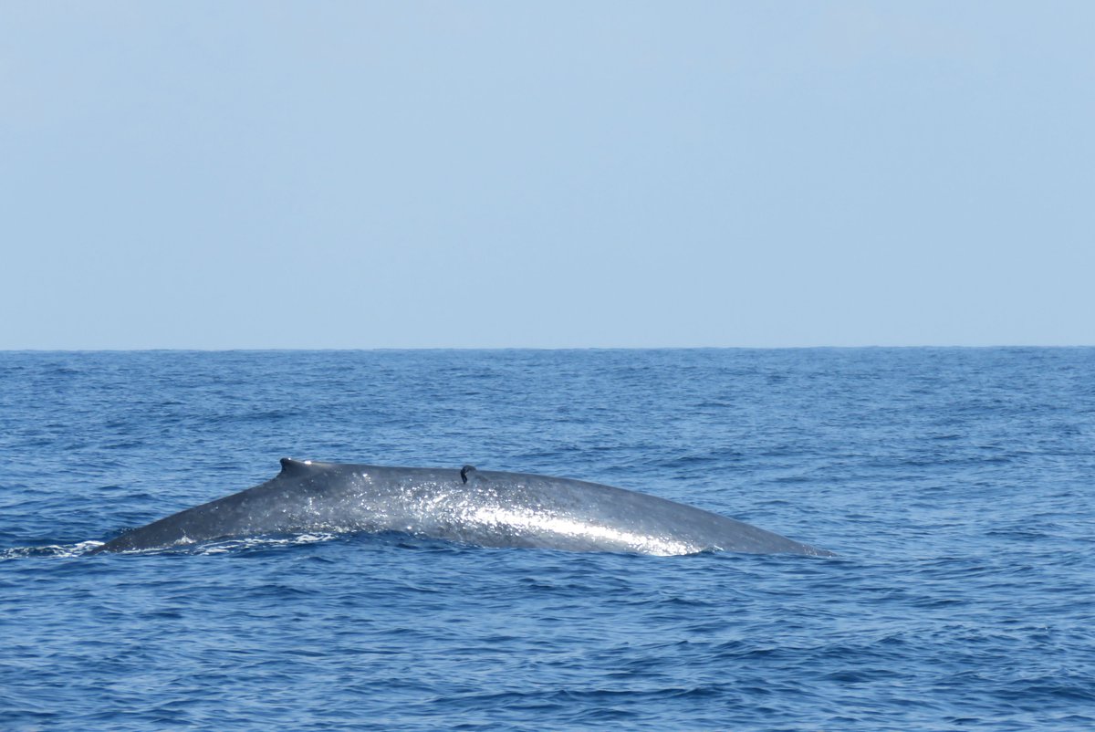 JohnMathers1's tweet photo. Last week was unforgettable, Blue Whales of the coast of Sri Lanka. At least 20 individuals seen over 3 mornings at sea with @zoeanne83 ! #BluePlanet2 #SriLanka #BlueWhale https://t.co/3Xg4k1flhp