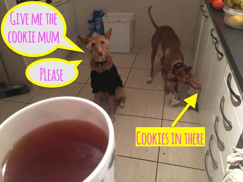 GalgosdelSol's tweet photo. Meanwhile back at the Retirement, Sickly and Crazies residence Mana knows how to ask for a cookie politely but Bubba will sniff those babies out and wont even need a thank you for it! #galgos #podencos #rescue #dogs #galgosdelsol #toask https://t.co/60VaYl7RFl