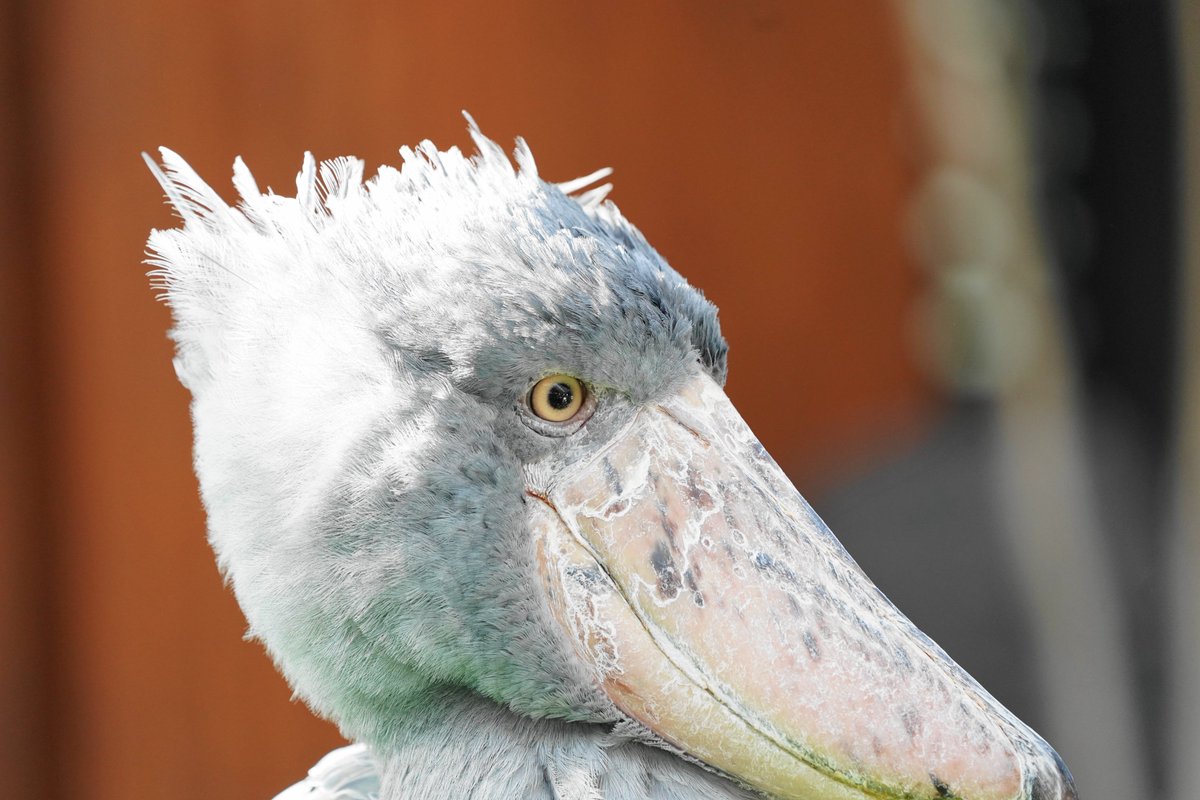 劣化さん ハシビロコウは年取ると瞳の色が黄色から青に変わっていくそうな 一枚目は年齢不詳だけど割と若いと思われる掛川花鳥園の ふたばちゃん 二枚目は19年生まれの千葉市動物公園のしずかちゃん