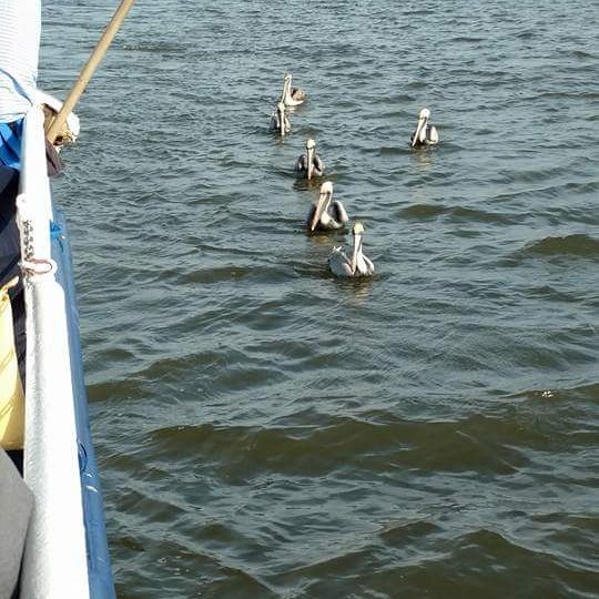 LarryCredle's tweet image. His name is Donald it's just not his nature to conform . shrimpcruise.com