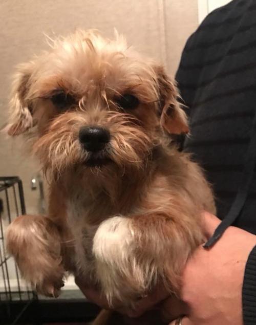nyshelterpets's tweet photo. 🐶 Come visit #MARYANNE today! #rescuedogs She wants some hugs! #Adoption 😍 https://t.co/jCMlZeFBTk https://t.co/RPERsp8qCY