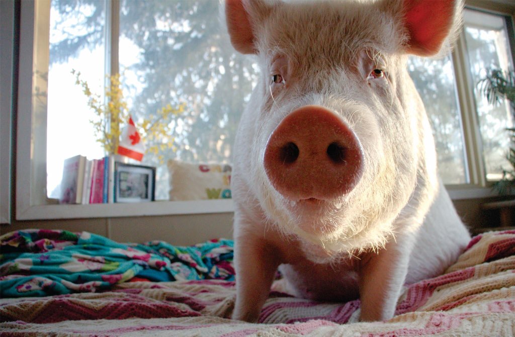 EstherThePig's tweet image. I'm not participating in today until I've had breakfast, and at least three cups of coffee.