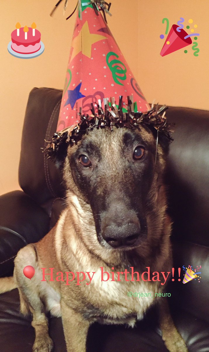 happy birthday belgian malinois