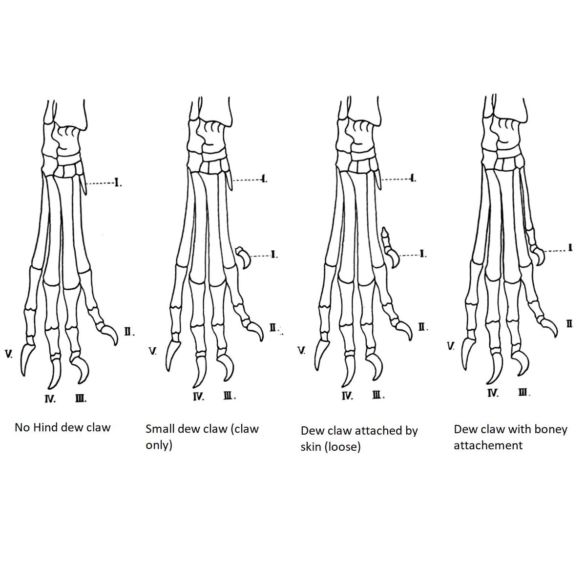Last week we had a dog come in with dew claws on its back legs...

This isn't too uncommon and they can occur in different degrees ranging from just a claw to fully formed toe!

Have a look at the image below which shows the variations you might see