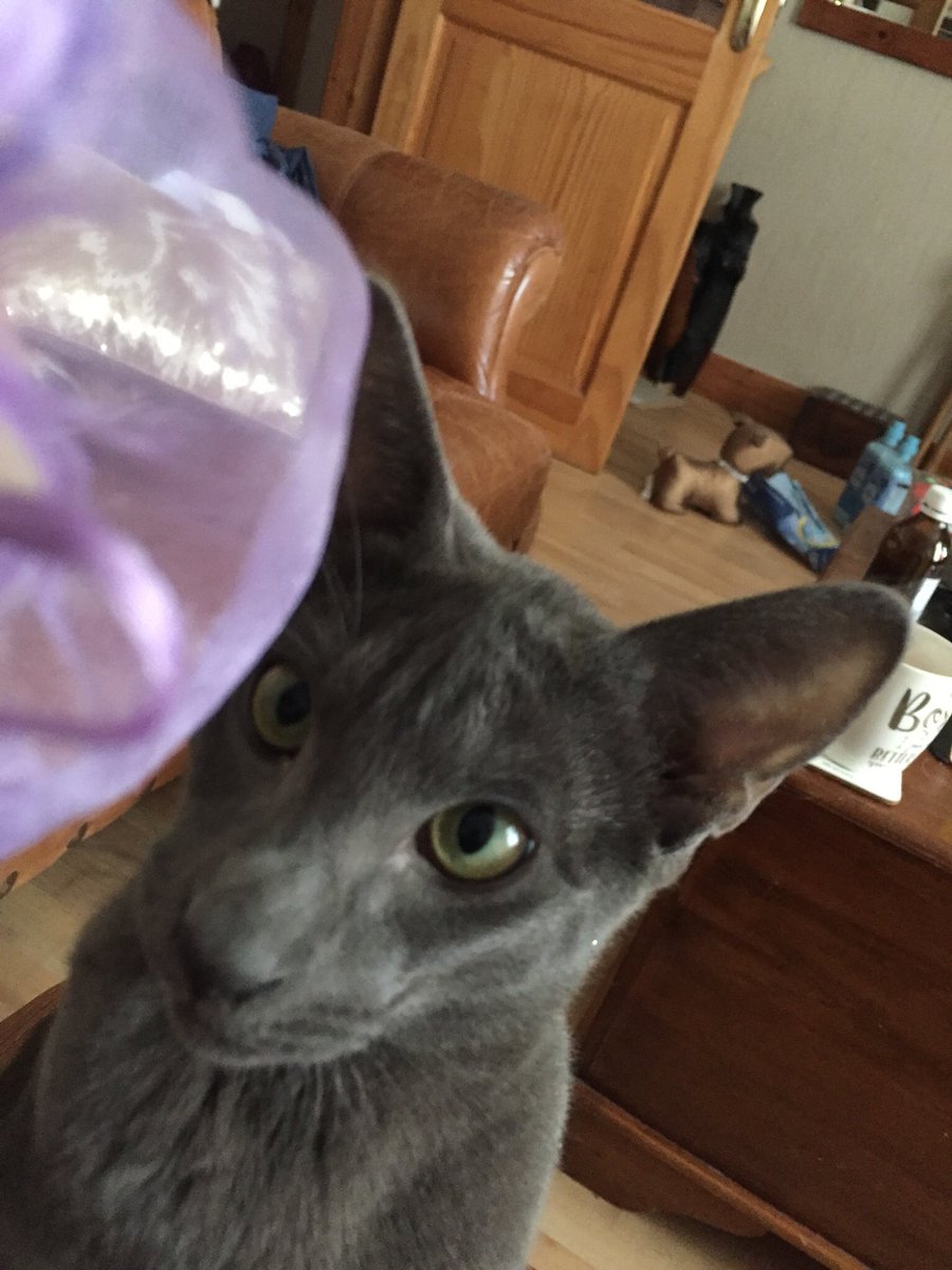 lesleyorion's tweet photo. The Daily Gatsby 🐾
Mumma, stop staring at my wee gorgeous face for just a second and throw my toy for me, pleeeeeeeease. Me wants to play 😻
#thegreatweegatsby #catsofinstagram #Oriental #Orientalkitten #CatsOfTwitter https://t.co/pUcaNlZTOC