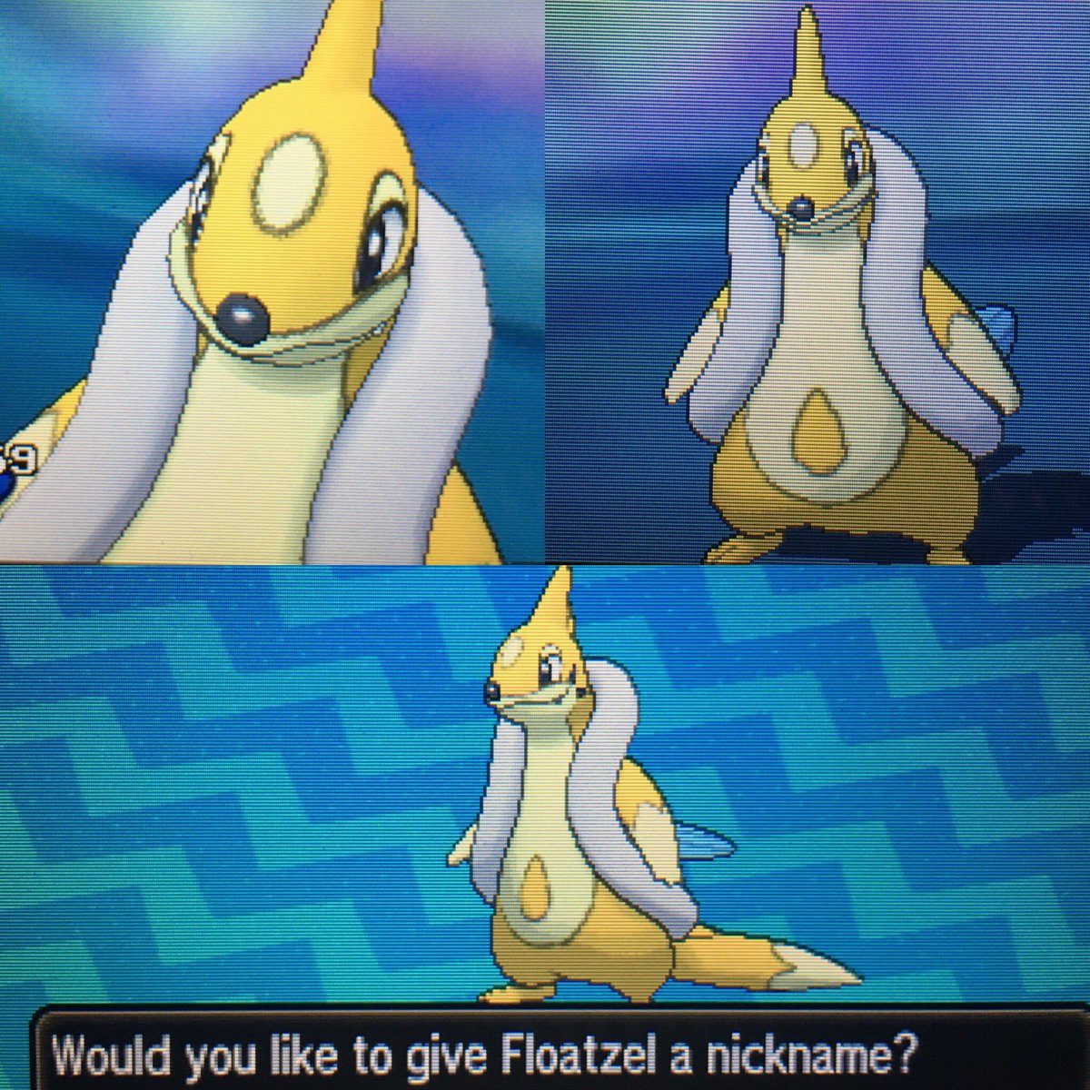 Dancinginembers's tweet photo. Second ultra wormhole shiny today! ✌🏻✨Female Floatzel! #shinypokemon #shinyhunting #pokemon #shinyfloatzel #ultrawormhole https://t.co/vZV2Fdi3yi