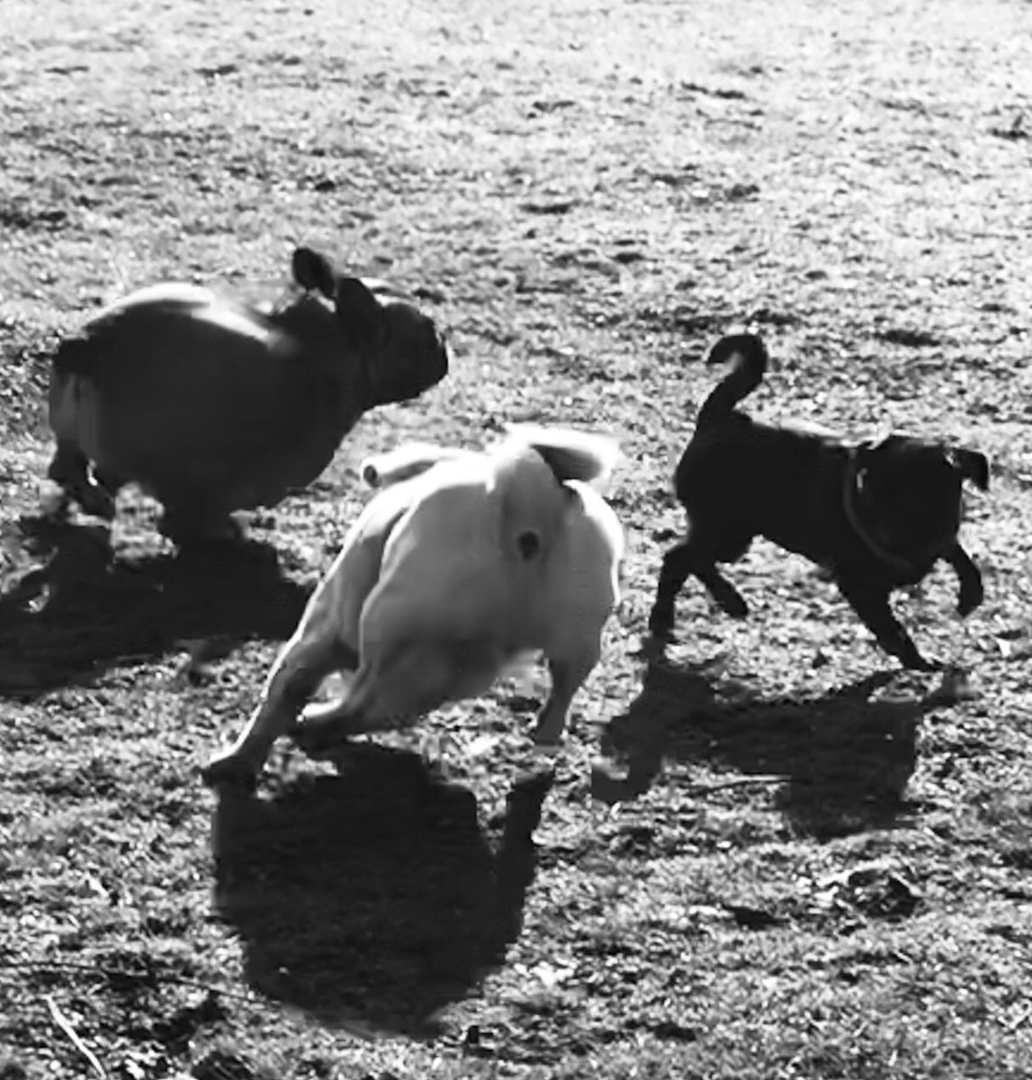 When ya dogs look like a hare, a raging bull &amp; a cat #frencbulldog #pug #pugpup