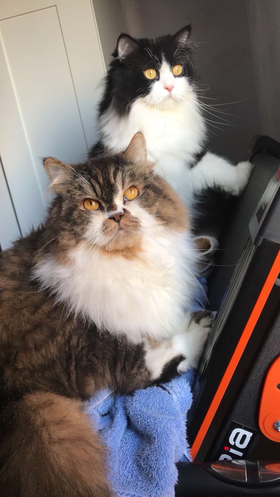 #myboys #cats #CatsOfTwitter
