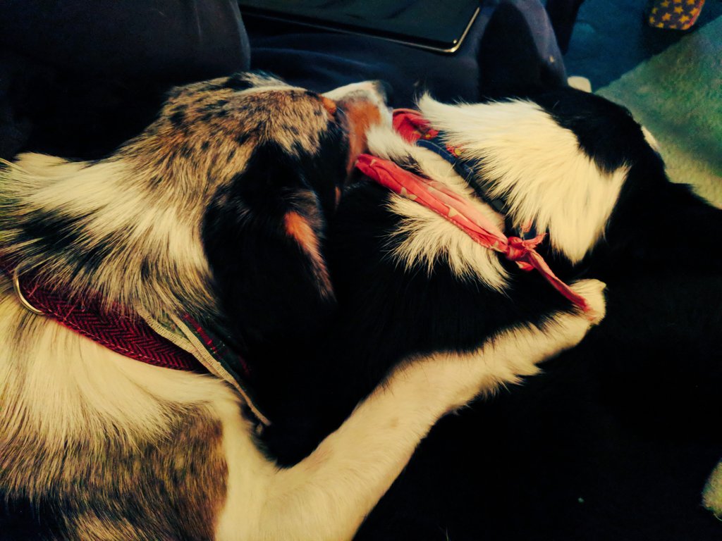 DexterDoggy's tweet photo. Love my big bro... Don't tell him I said that 🐶💚
#bordercollie 
#dogsoftwitter 
#Brothers 
#equality4all 
#dogshavefeelings 
#LoveIsLove 
#perfect https://t.co/kp8GiSjWuz