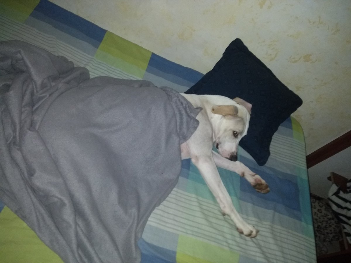 Mateoadarvec's tweet photo. Lo más consentido de la casa jaja https://t.co/gJM3MHXMJ4