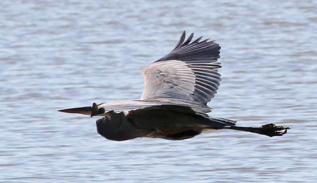 SimplySAwrap's tweet image. Aerodynamically built for speed!