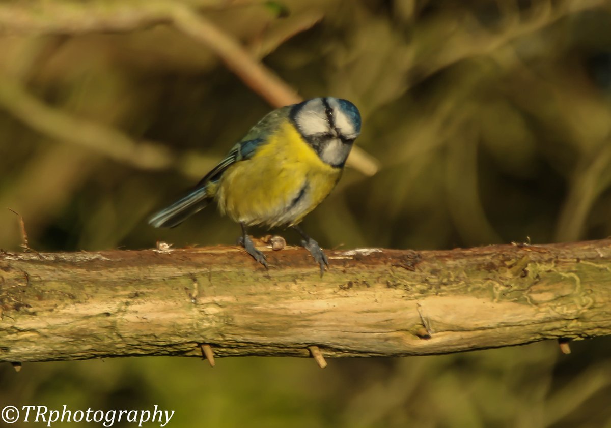 is that a #canon mister <a href="/CanonUKandIE/">Canon UK and Ireland</a> <a href="/wild_essex/">wild_essex</a> @BritBirdLovers <a href="/Essexlife/">Essex Life</a> <a href="/GARDENATURE/">gardenature</a> <a href="/brynature/">Happy Nature Garden</a>