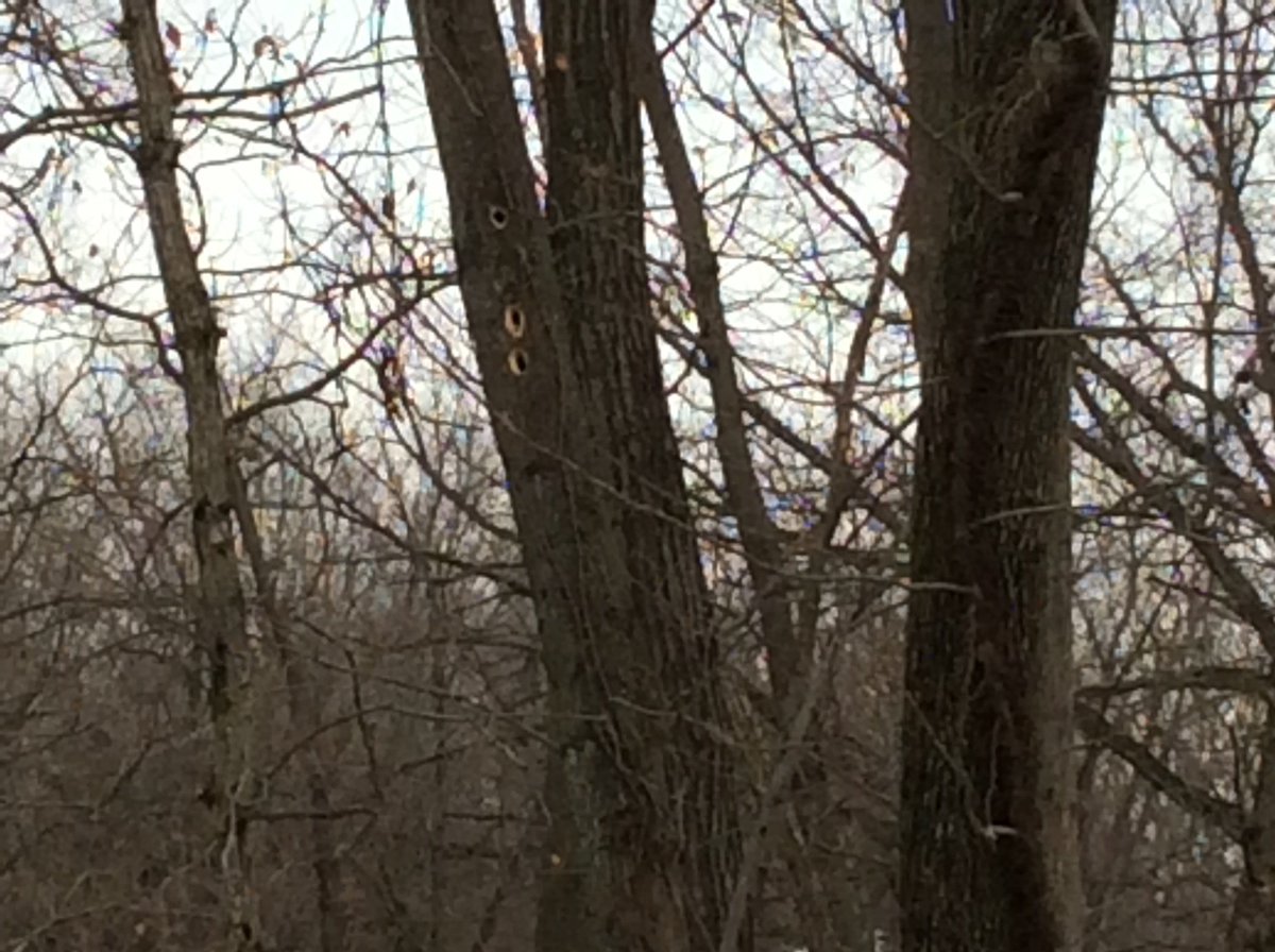 Large woodpecker was busy this morning, he was gone before we could get pic of him!