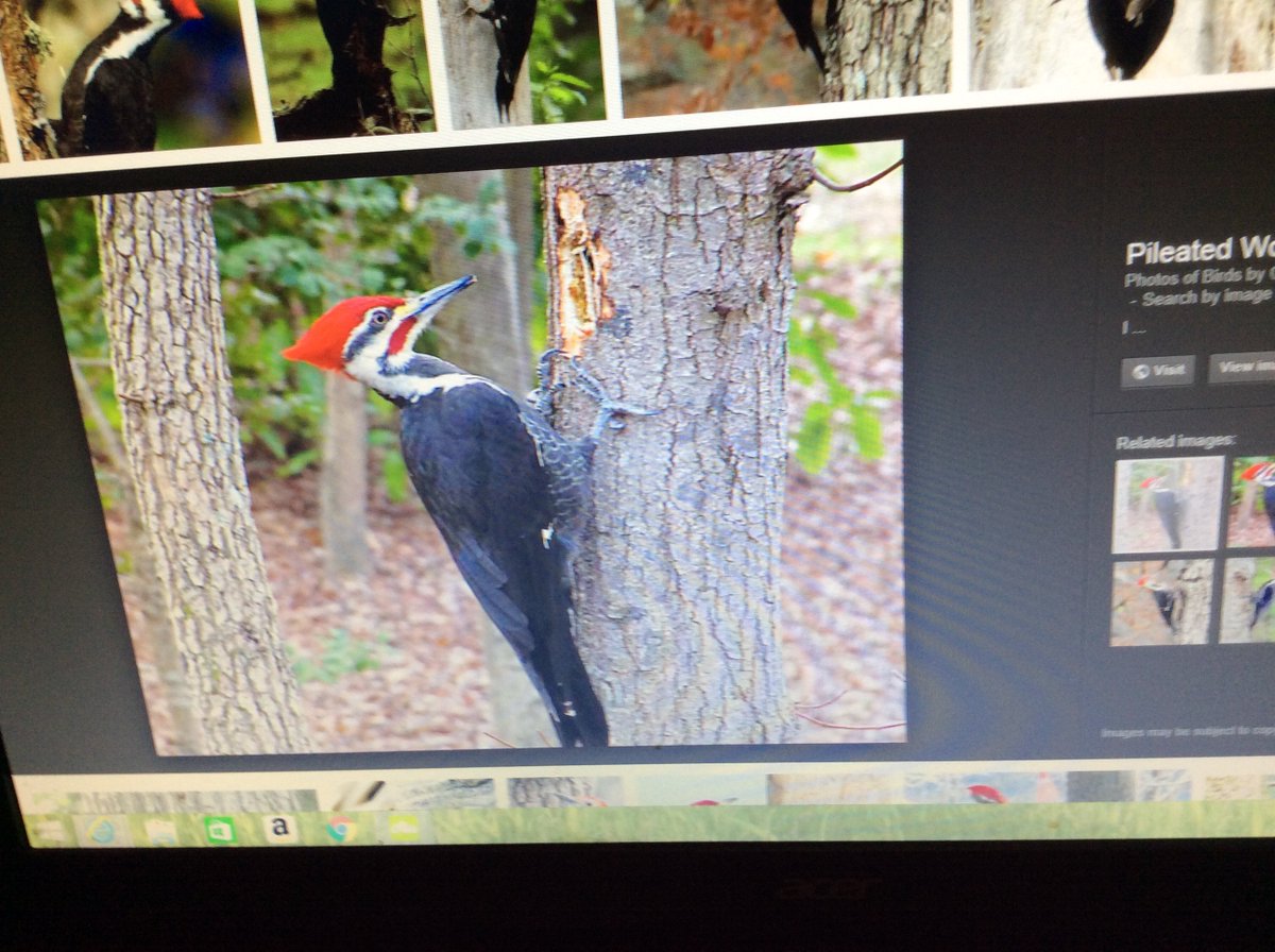 We look woodpecker up and this is what we seen, pretty awesome, hope he comes back!