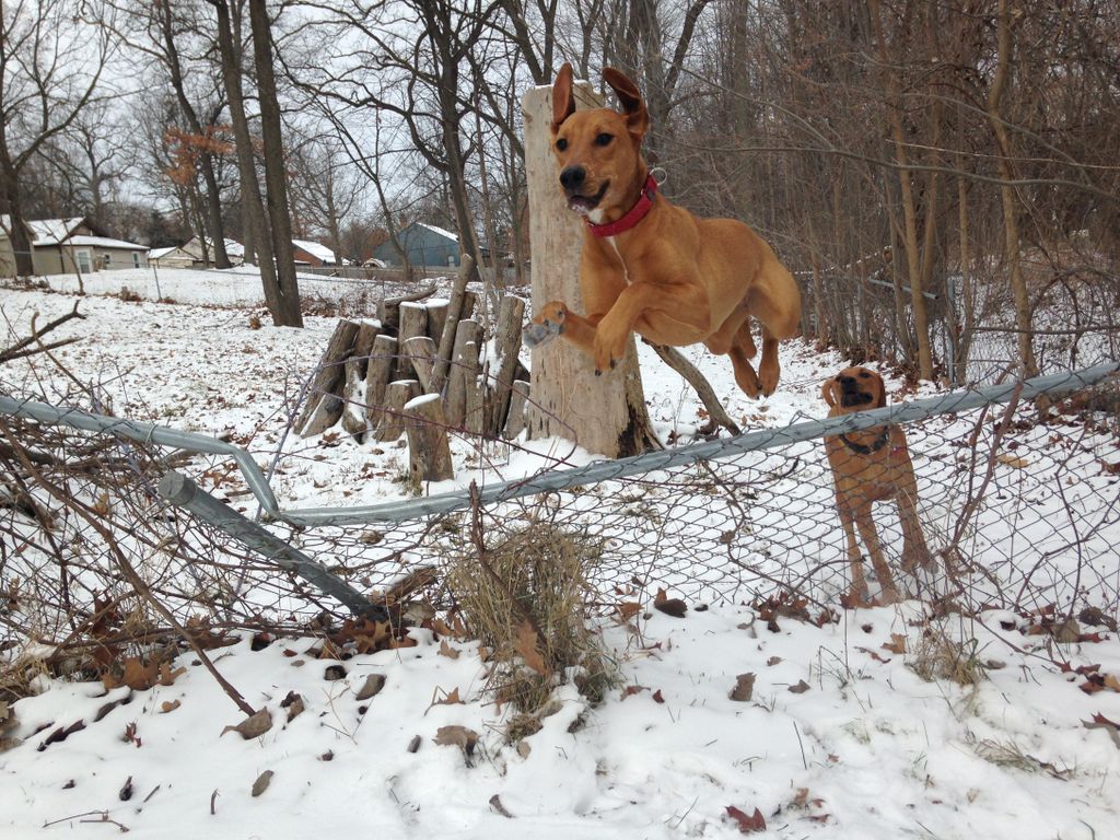 petsuppliesplus's tweet photo. Look Mom--I'm flying! 
#petsuppliesplus #minusthehassle #winter #dogsinsnow #playdates #dogsthatfly (Photo Credit: lizabethales) https://t.co/YpMMiqKBuh