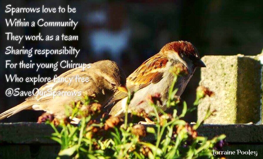 SaveOurSparrows tweet picture