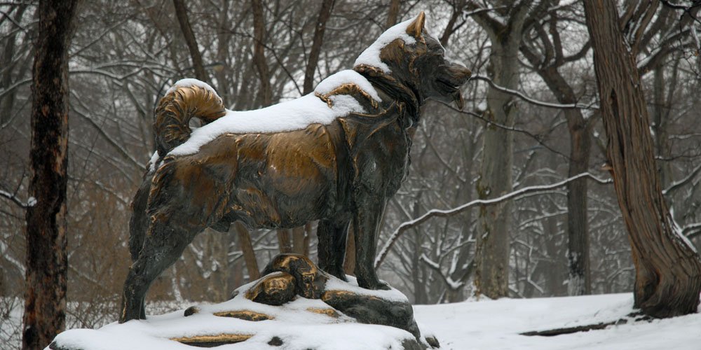 CentralParkNYC's tweet image. Did you know Balto himself was present at the unveiling of his monument in Central Park? Discover more about this iconic statue: bit.ly/2ClxHE4