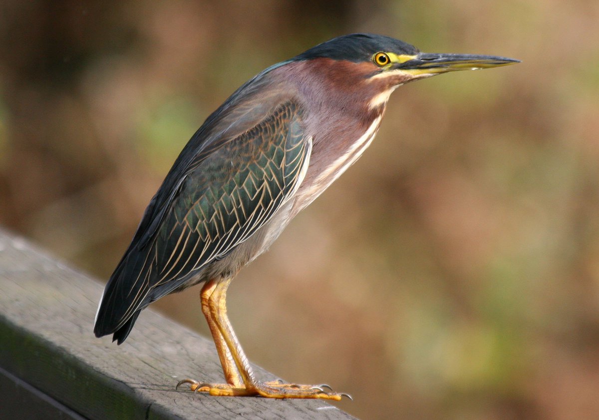 CodyCrawfordBio's tweet photo. G is for the Green Heron (Butorides virescens), @soulofawallflow 's favorite bird! They are one of the few species of birds which uses tools; they make their own fish bait! #Ornithology #BirdsABC #UniversityofIowa Photos: https://t.co/K9hQWFroCz https://t.co/mgnFz68ym0 https://t.co/hpJp0H5CQl