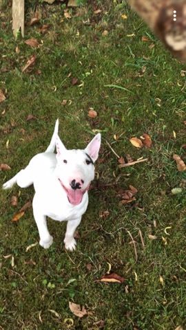 PhotoTouTou's tweet photo. Mojito, Bull Terrier miniature LOF de 1 an : https://t.co/nCIhllKnN7

Trop mimi <3 https://t.co/Rt97ZqGD7l