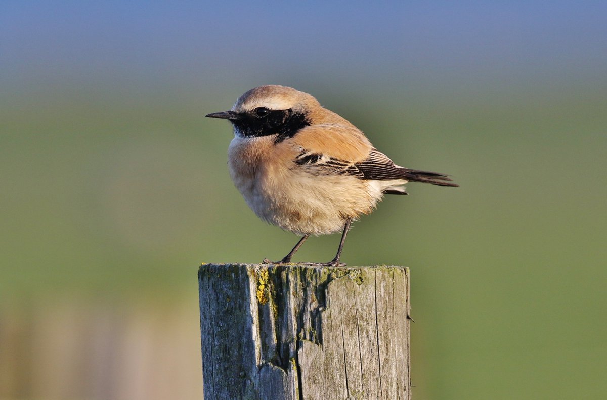 LaurenceYounger's tweet photo. Highlights from Saltholme and Whitby @rawbirds  @DurhamBirdClub https://t.co/4HT0yKEGHS