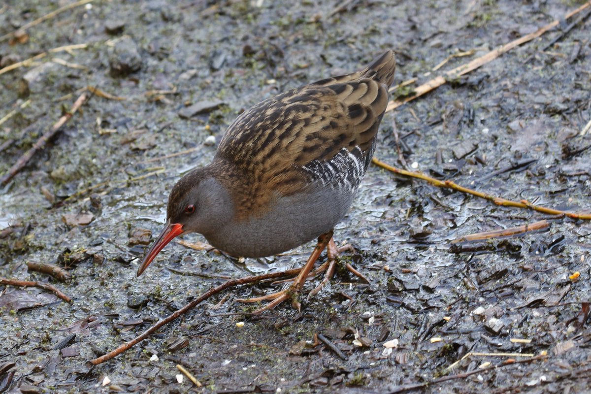 LaurenceYounger's tweet photo. Highlights from Saltholme and Whitby @rawbirds  @DurhamBirdClub https://t.co/4HT0yKEGHS