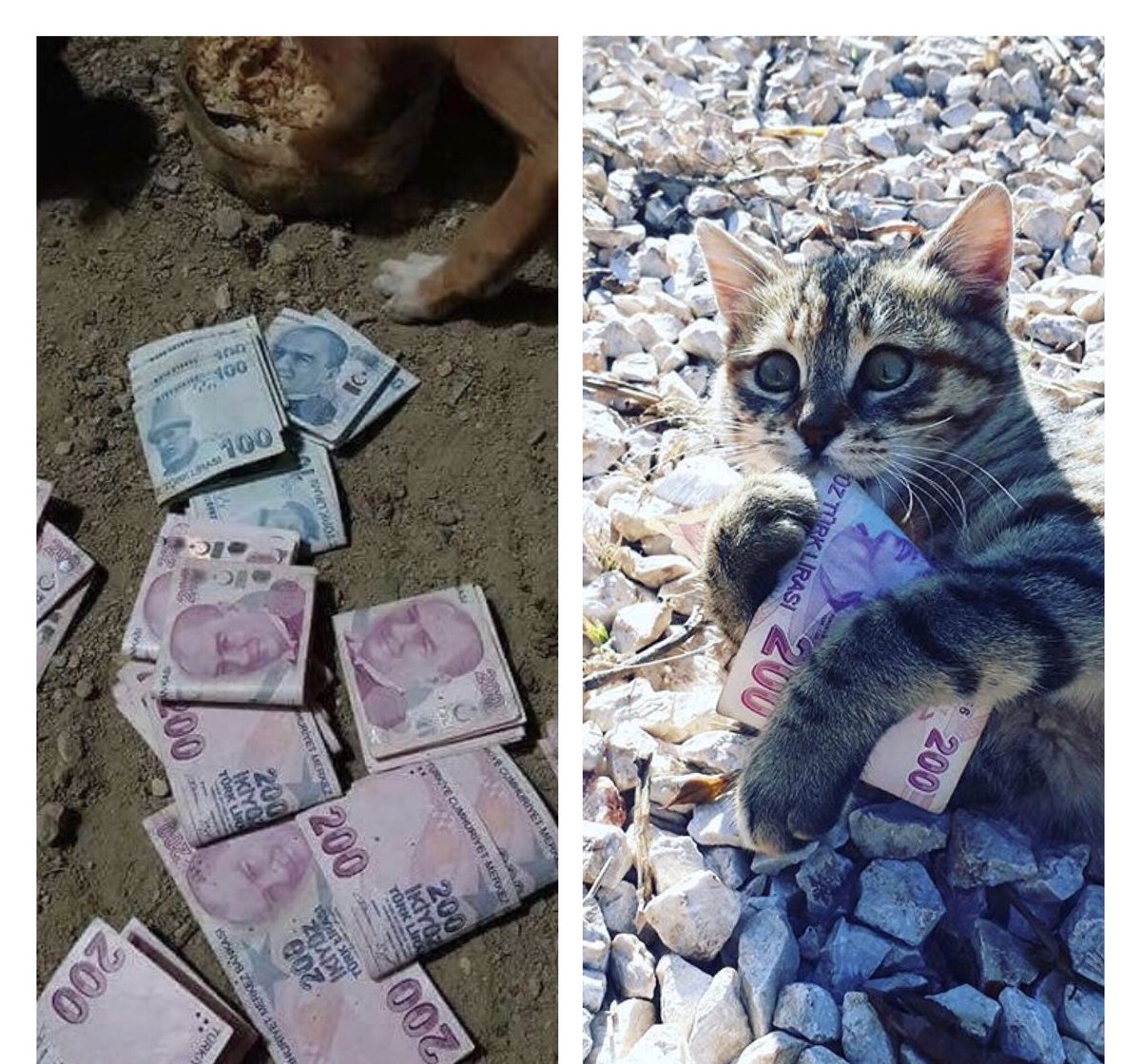 ffuurrkan's tweet photo. İt den köpekten sonra kedilere de para yedirdiğimiz doğrudur.💥☀️ https://t.co/sslGvLc5Yk