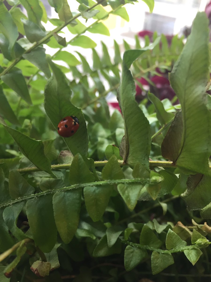 sciencecimini's tweet photo. We had a classroom visitor this week trying to escape from the arctic air invading NYC. #maels #maelsscience https://t.co/DoHJn3vqIX