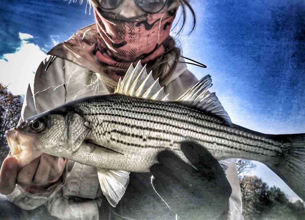 Snagging #striper is @cillajohnsonfishing’s version of #SundayFunday. What’s yours? #whyivibe
•
•
•
#vibekayaks #seaghost130 #sunjammer #kayaklife #kayakfishing #kayakbassfishing #kayaking ift.tt/2m9Bka6