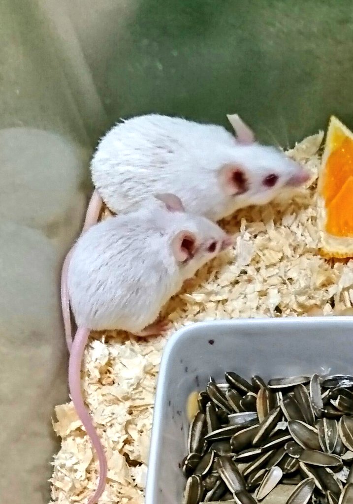 mikeko18's tweet photo. ぶりくら目指して頑張りますっ。

#アルビノカイロトゲマウス
#AComyscahirinus
#CairospinyMouse
#albino https://t.co/Ffi9RA2XY9