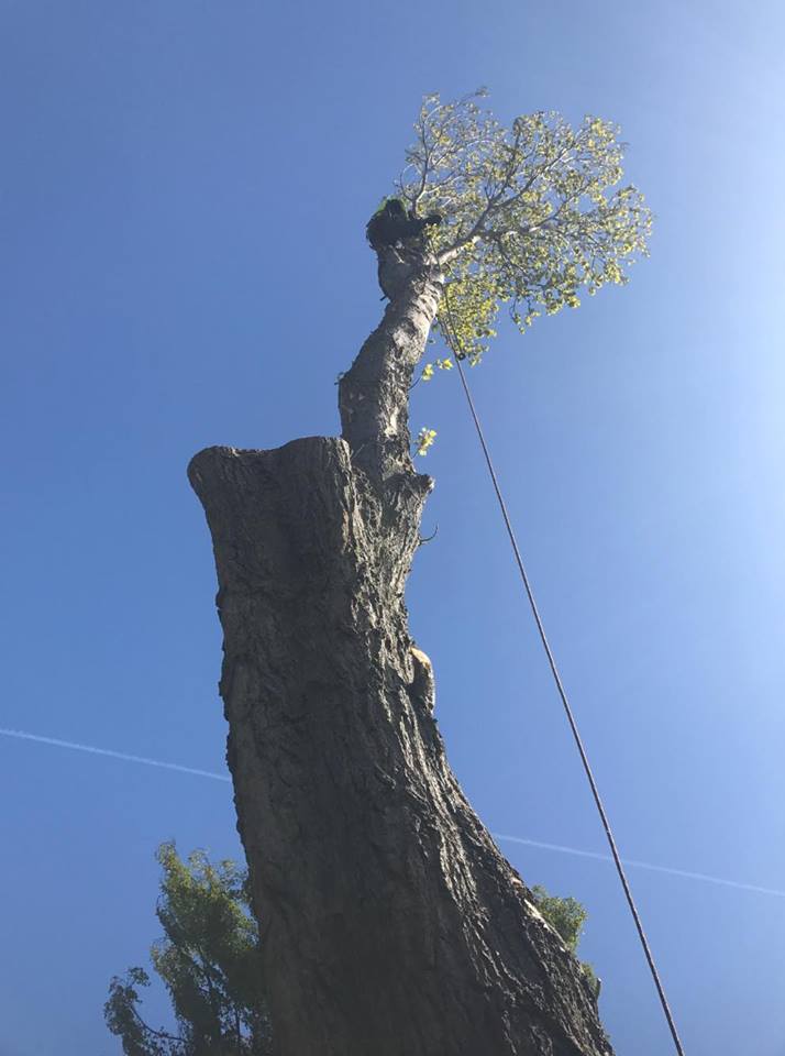 stantimmins's tweet photo. check out our fresh new website https://t.co/oSLvRaIegs, we take care of everything from tree planning and consultancy through to arboricultural contracting ring Liam on 07966207280 for a free quote today https://t.co/Dgh6msFbRy