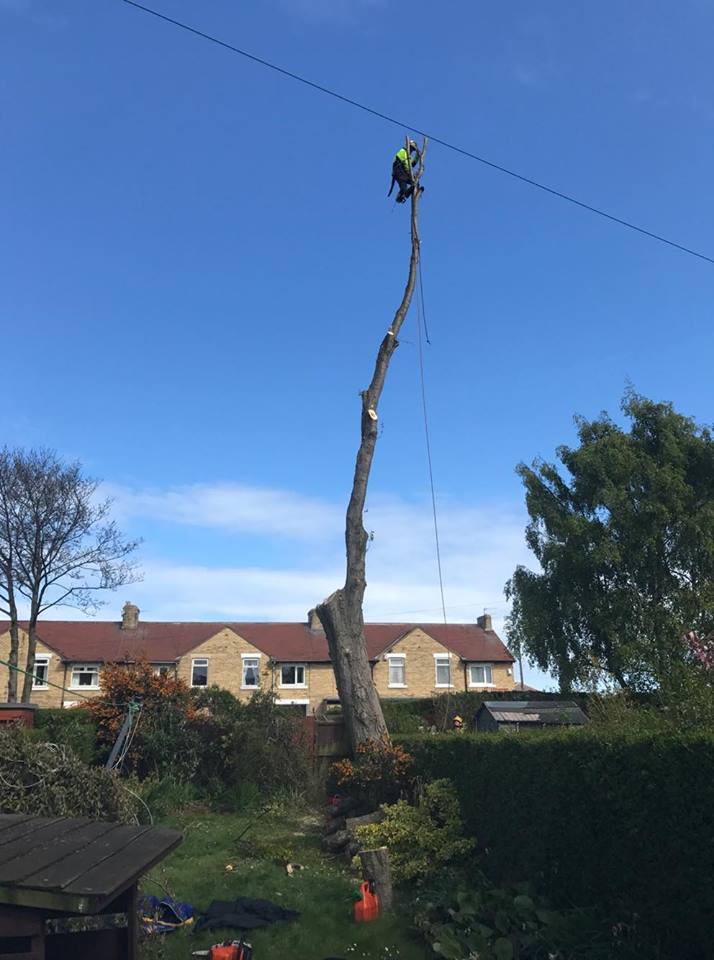 stantimmins's tweet photo. check out our fresh new website https://t.co/oSLvRaIegs, we take care of everything from tree planning and consultancy through to arboricultural contracting ring Liam on 07966207280 for a free quote today https://t.co/Dgh6msFbRy