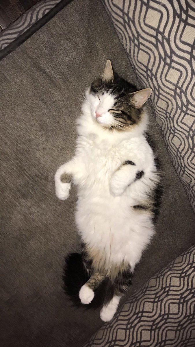 LKronberg10's tweet photo. Rest In Peace little guy, I’ll love you forever. Only had you 9 months but it sure feels like an eternity. You taught me a lot. Watch over us while you’re up there my guy

rip simba ~ 1/7/18❤️ https://t.co/LyTghaqbpd