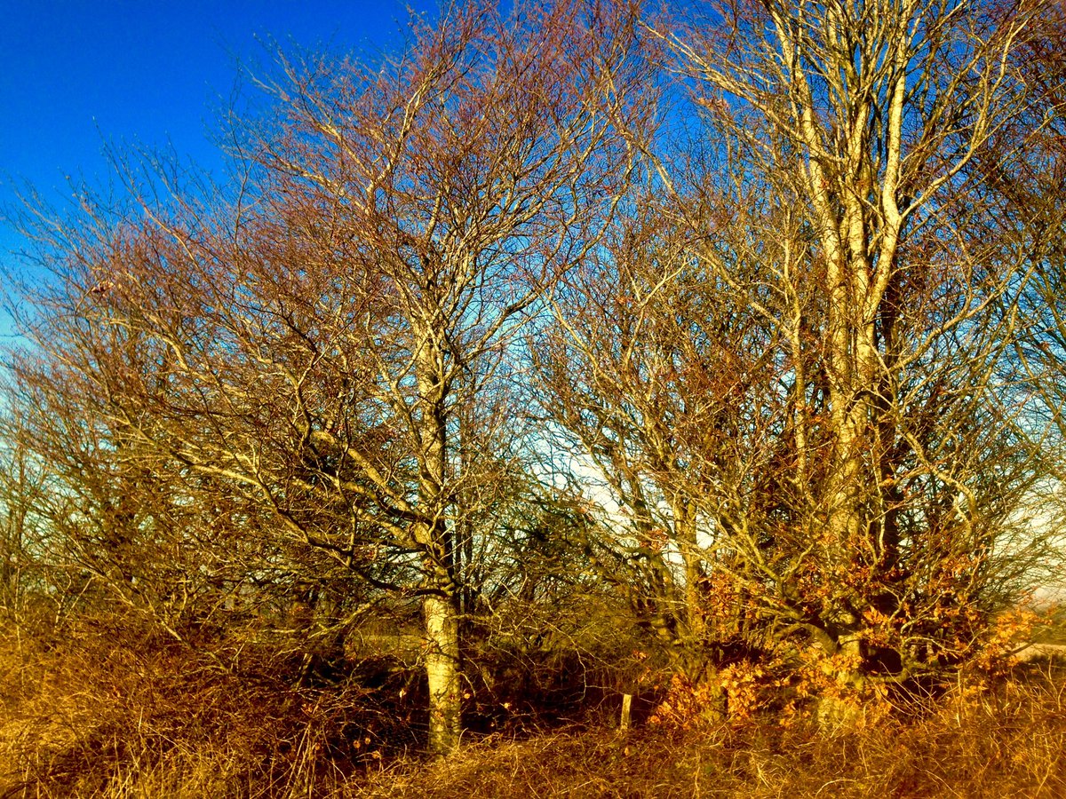 colinchap's tweet photo. Beautiful afternoon for a walk. Wind chill was savage but I found a small copse to shelter for a few moments. https://t.co/a5gpFeUQO5